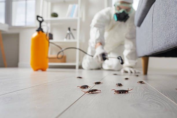 Commercial Rodent Management in Livonia